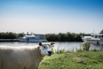 Sheep on a dike looks curiously back at the photographer with a canal with a few boats in the background.