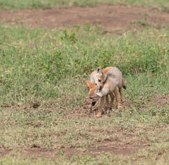 Golden colored jackals playing in Tanzania