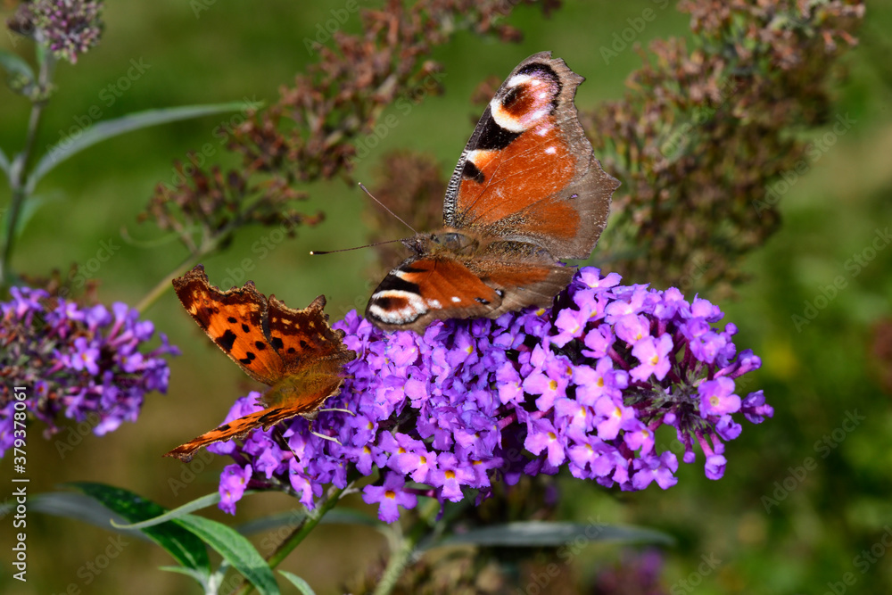 Wall mural European peacock & Anglewing on a lilac/ Tagpfauenauge & C-Falter an einem Flieder