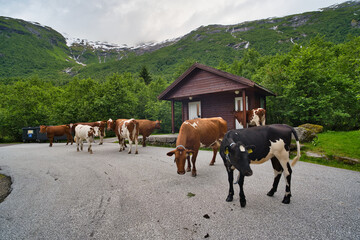 Obraz premium cows in the mountains