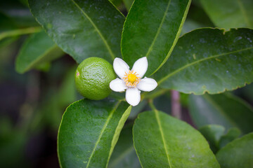 Lime and white lime flowers