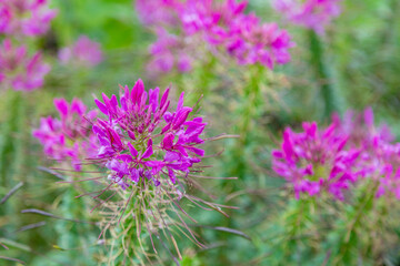 Bright autumn flower bloomed in a botanical garden