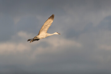 Obraz premium Snow geese flying