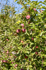 Apples at harvest time in New York State