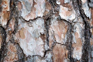 Closeup of pine bark