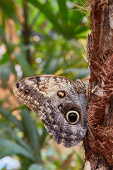 landscape of a butterfly in high quality