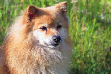 Obraz na płótnie Canvas Portrait of mature female pomeranian dog