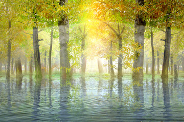 Haunted forest with lake and sunlight background