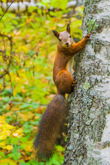 Fluffy red squirrel sits on a birch tree in the autumn forest. Full-length portrait of an animal
