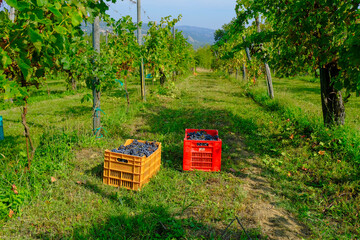 Red grapes in red and orange plastic containers on the ground across vineyards. Wine industry. Agricultural business © Kate