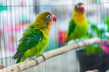 Lovebird standing on a branch