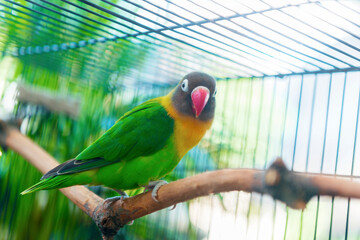 Lovebird standing on a branch