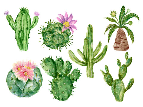 Watercolor set of cactus and succulent plants isolated on white background Flower illustration for your projects, greeting cards ,textile fabric ,print paper
