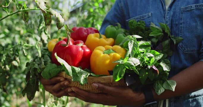 Crop view of african american person holding basket of colourful bell pepers and greenery while walking in greenhouse. Concept of farming and harvest