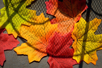 Autumn maple leaf