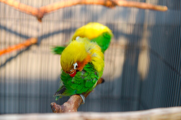 Lovebird standing