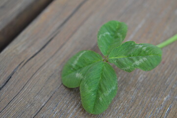 fresh mint on wooden table
