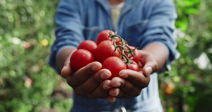 Crop view of afro american farmer holding fistful of cherry tomatoes while standing in greenhouse. Close up view of person reaching out hands with harvest. Concept of farming