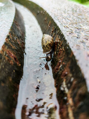 INDIAN SNAIL ON METALLIC SURFACE