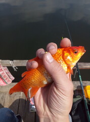 fish in hand