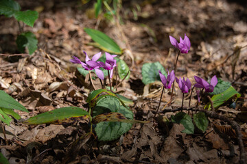 Cyclamen purpurascens - Podyji National Park, Czech Republic