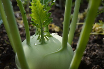 onion in a garden