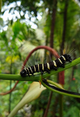 Black and yellow striped caterpillar on a branch