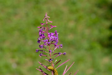 flowers in the garden