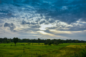 Fototapeta na wymiar Green rice fields with blue sky in rainy season.