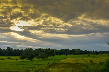 Obraz premium Green rice fields with golden sky in the rainy season.
