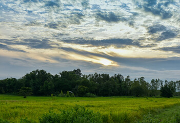 Green rice fields with blue sky in rainy season.