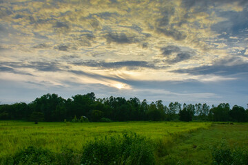 Green rice fields with golden sky in the rainy season.