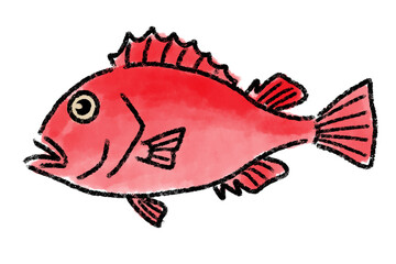 キンキ　キチジ　魚　手描き
