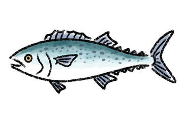 さわら　サワラ　鰆　魚　手描き

