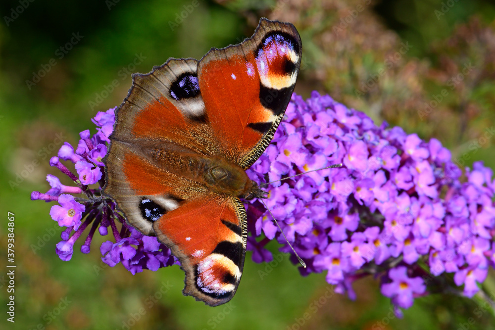 Poster european peacock / tagpfauenauge (aglais io)