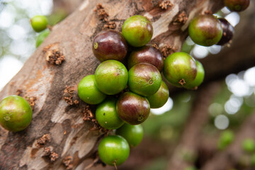 Jabuticabeira already with large fruits but still green, starting the ripening process, selective focus.