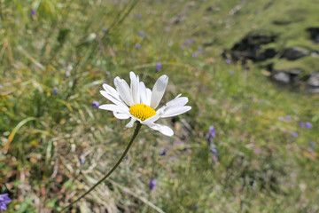 daisies in a field