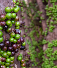 Jabuticabeira already with large fruits but still green, starting the ripening process, selective focus.
