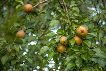 Pear fruits hanging on tree in summer