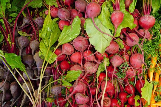 Bunches Of Fresh Red And Chioggia Beets