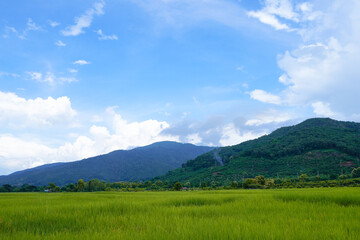Landscape view of green grass  with blue sky and clouds background.