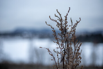 Bush in the arctic