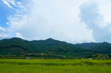 Landscape view of green grass  with blue sky and clouds background.