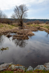 landscape with lake and trees