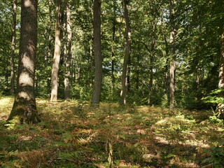 Obraz premium Waldblick bei Heinzerath