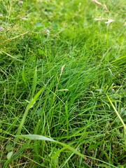 green grass background