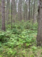 Naklejka premium pine forest in the morning