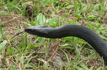 Indigo snake on grass background in Florida wild, closeup