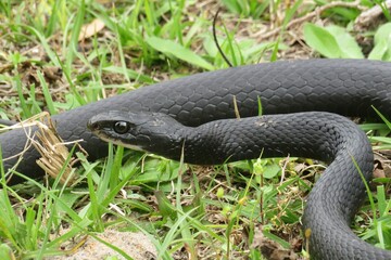 Black indigo snake on the grass in Florida wild, closeup