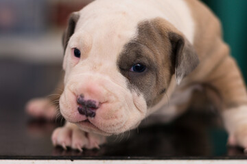 close-up photo of a american staffordshire terrier puppy at the vet